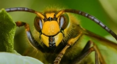 Koji su insekti pomogli ljudima da izmisle papir?