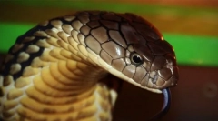 Ono što se kućni ljubimci iz 2020. Pokazuju da budu zabranjeni