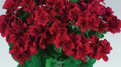 Koje su biljke otrovne za vašu mačku: ne uzgajati svoje domove