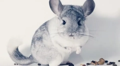 Koje sjemenke može biti chinchilla