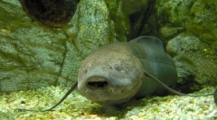 Koja moderna vrsta ribe postoje od davnina?