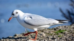 Koje ptice zovu marinu i zašto?