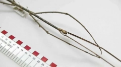 Koji je insekt najduži?