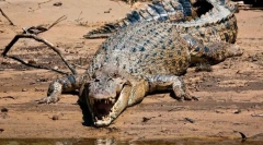 Koji je gmazov najveći?