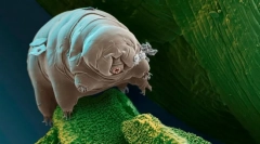 Kakva je to živa stvar najmanja?