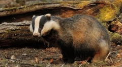 Kakva je životinja najviše kuća?