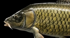 Kakav šaran apetit?