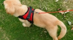 Što je povodac bolji za psa: mišljenje stručnjaka