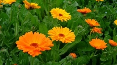 Kalendula