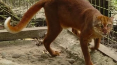 Kalimantanačka mačka: rijetka životinja sa ostrva borneo