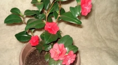 Camellia