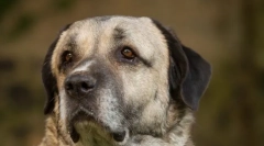 Kangal (foto): moćan i graciozan prijatelj čovjeka