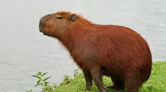 Capibara: značajke održavanja kod kuće