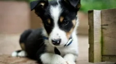 Drops bar za štenad