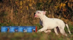 Drops praksa: uputstva za upotrebu