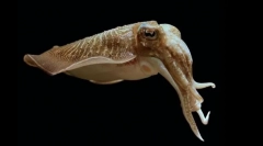 Droga karakata