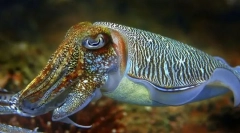 Karakatanima