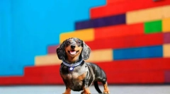 Dwarf dachshund (foto): piggy energija, hrabrost i pobožnost