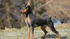 Patuljak pincher