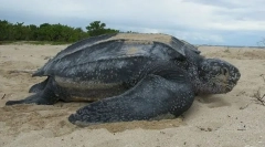 Carolinskaya kožna kornjača