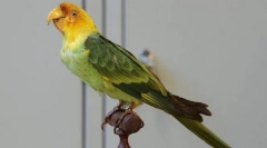 Carolinsky parrot