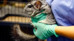 Kastracija i sterilizacija činčila