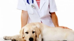 Kastracija i sterilizacija