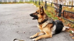 Doksi za casion: pluses i nedostaci, kakvi veterinari kažu