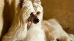 Kineski greden pooh (fotografija): um i ljepota u jednoj boci