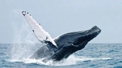 Cetaceans