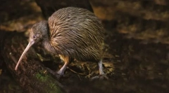 Kiwi jug
