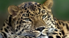 Klasifikacija sisara