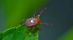 Tick ​​borreliois: simptomi i liječenje