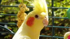 Correll parrot cage, izbor ćelija