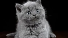 Sivi mačići za mačiće