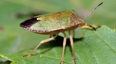 Blug smeychka
