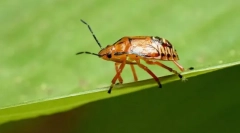 Blugs predatorka i klapice paraziti