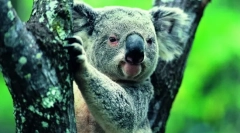 Koala: ljetni medvjed iz australije (fotografija životinja)