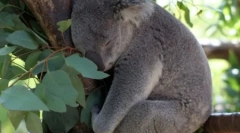 Koala: australian lazy bear (16 fotografija)