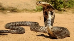 Cobra indian