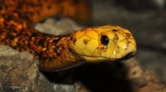 Cobra kapskaya