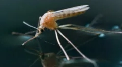 Kad se pojave komarci i umiru?