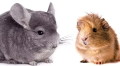 Ko je bolji za početak - chinchilla ili zamorca