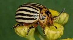 Kolorado beetle i njene larve: opis i oštećenje