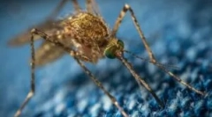 Komarci poput nosača bolesti