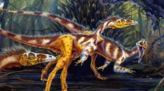 Comcognatus