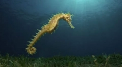 Vrsta morske špicije