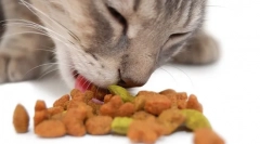 Purina pro plan cat feed: kvalitetni kućni ljubimci za kućne ljubimce
