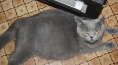 Hranjenje i briga za trudnicu