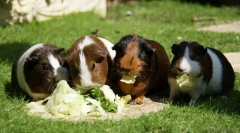 Hranjenje zamorca iz a do ja